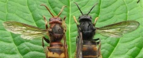 aziatische hoornaar melden belgie